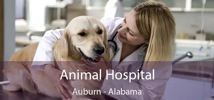 Animal Hospital Auburn - Alabama