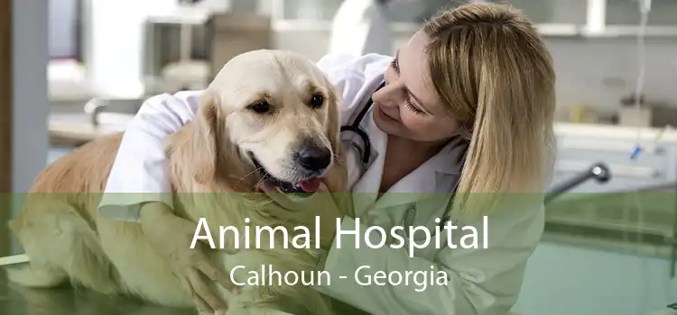 Animal Hospital Calhoun - Georgia