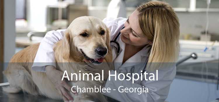 Animal Hospital Chamblee - Georgia