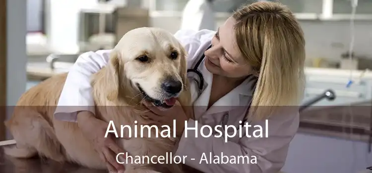 Animal Hospital Chancellor - Alabama