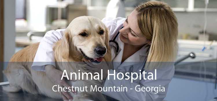 Animal Hospital Chestnut Mountain - Georgia