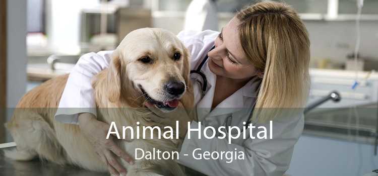 Animal Hospital Dalton - Georgia