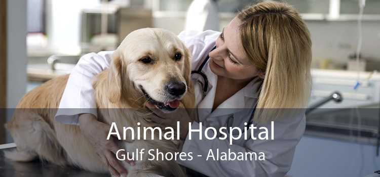 Animal Hospital Gulf Shores - Alabama
