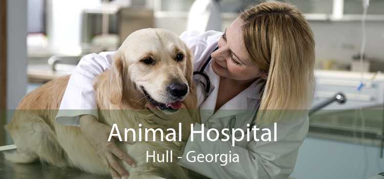 Animal Hospital Hull - Georgia