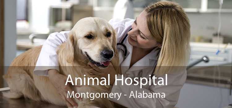 Animal Hospital Montgomery - Alabama