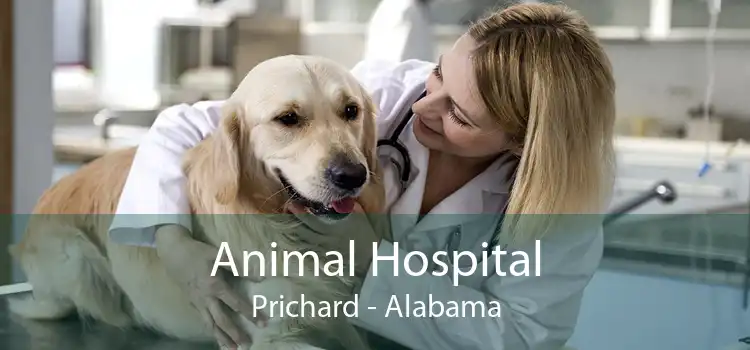Animal Hospital Prichard - Alabama
