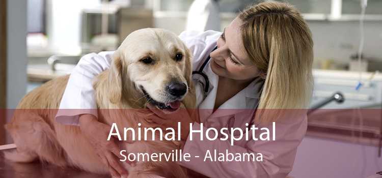 Animal Hospital Somerville - Alabama