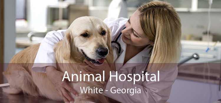 Animal Hospital White - Georgia