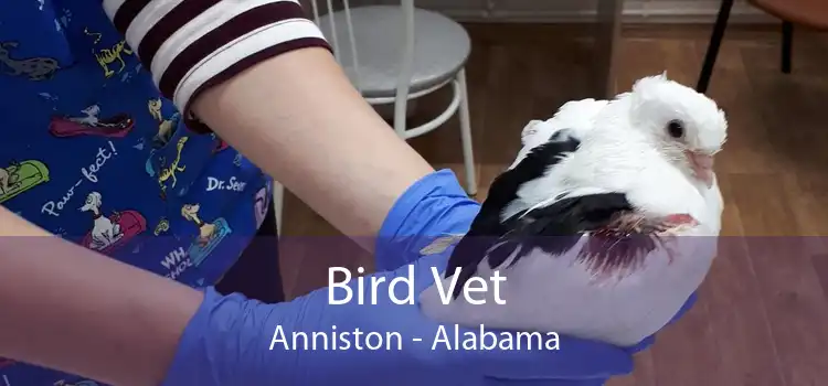 Bird Vet Anniston - Alabama