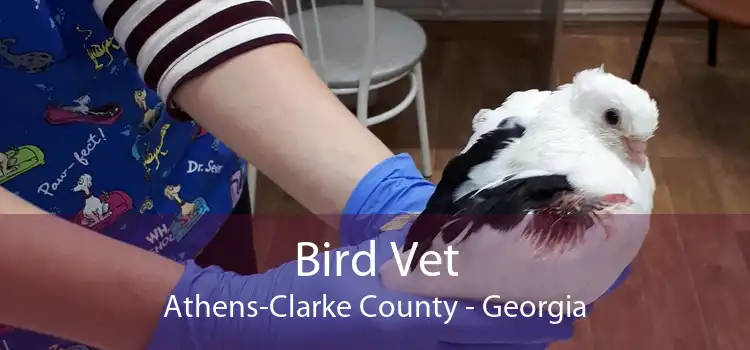 Bird Vet Athens-Clarke County - Georgia