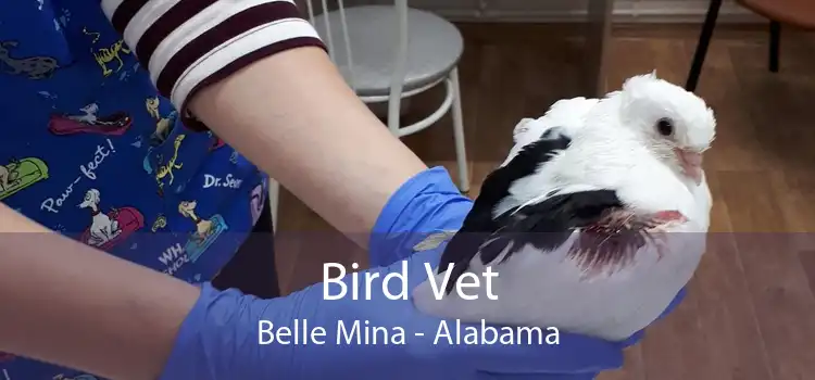 Bird Vet Belle Mina - Alabama