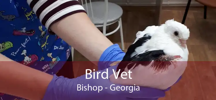 Bird Vet Bishop - Georgia