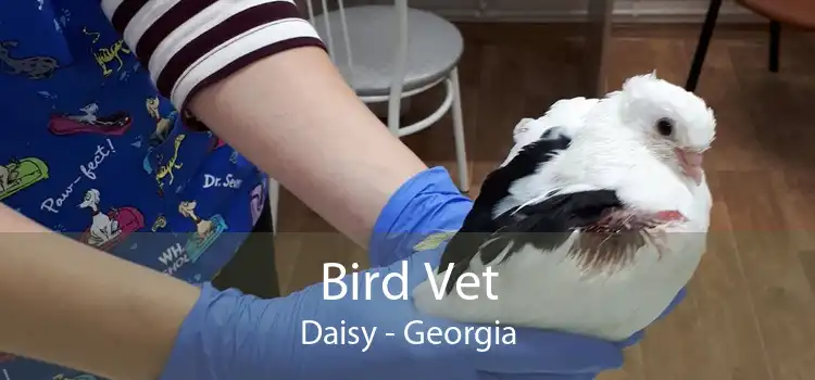 Bird Vet Daisy - Georgia