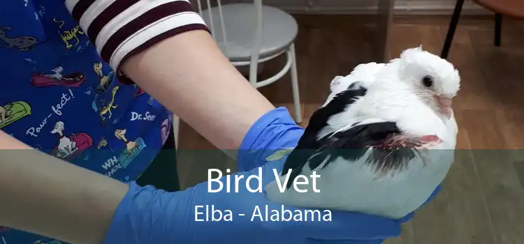 Bird Vet Elba - Alabama