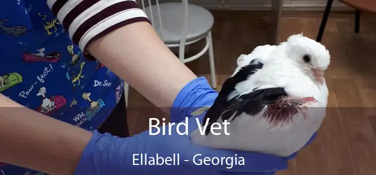 Bird Vet Ellabell - Georgia