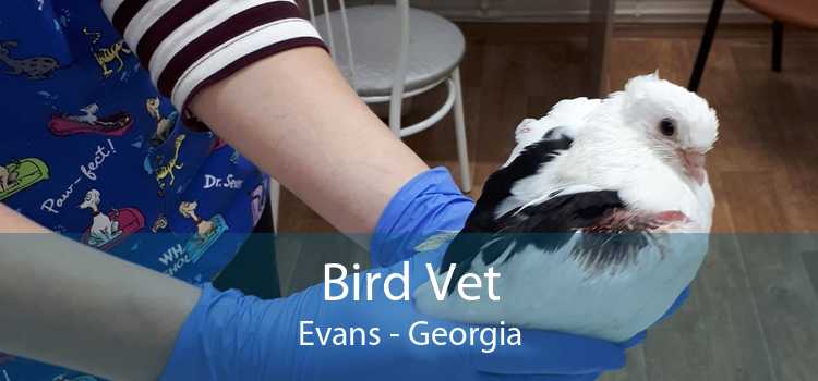 Bird Vet Evans - Georgia