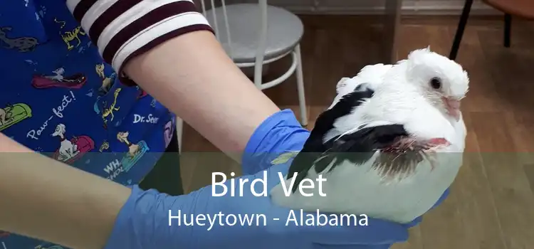 Bird Vet Hueytown - Alabama