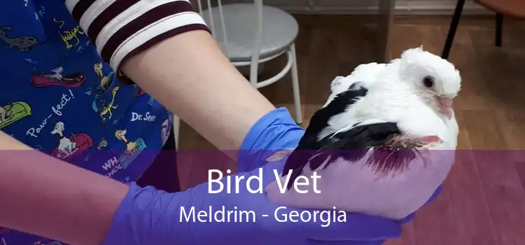 Bird Vet Meldrim - Georgia