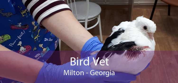 Bird Vet Milton - Georgia