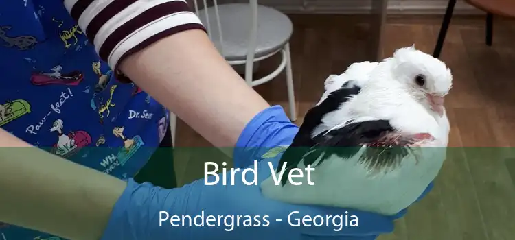 Bird Vet Pendergrass - Georgia