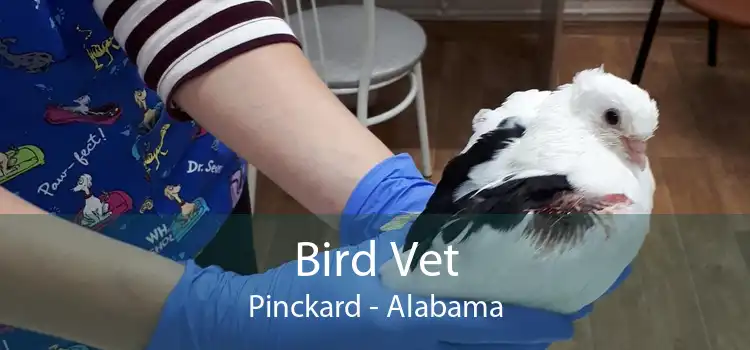 Bird Vet Pinckard - Alabama