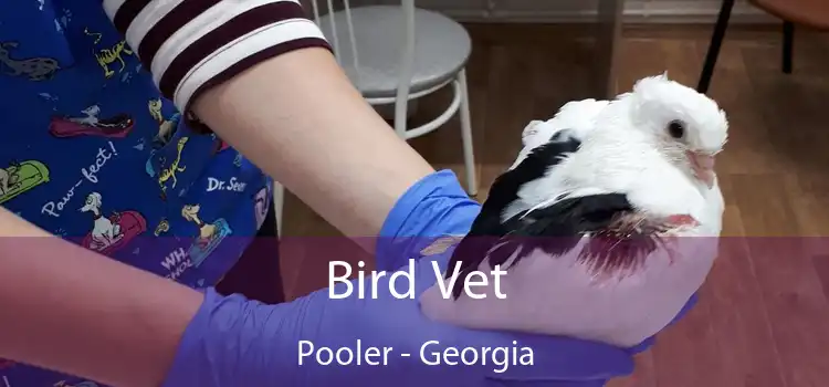 Bird Vet Pooler - Georgia