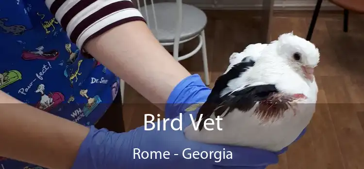 Bird Vet Rome - Georgia