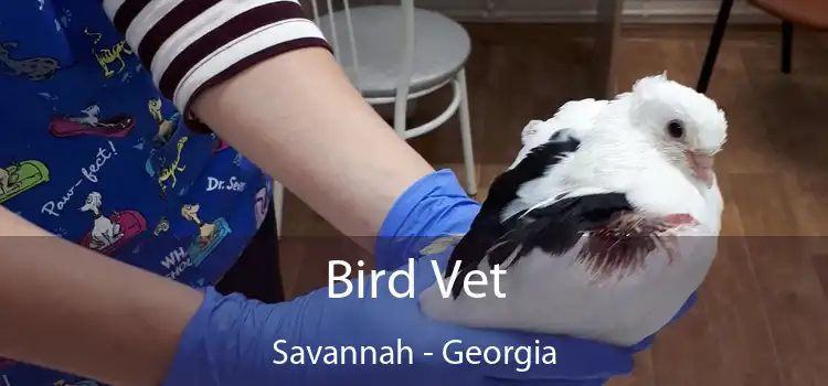 Bird Vet Savannah - Georgia