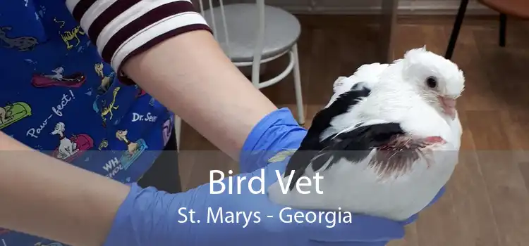 Bird Vet St. Marys - Georgia