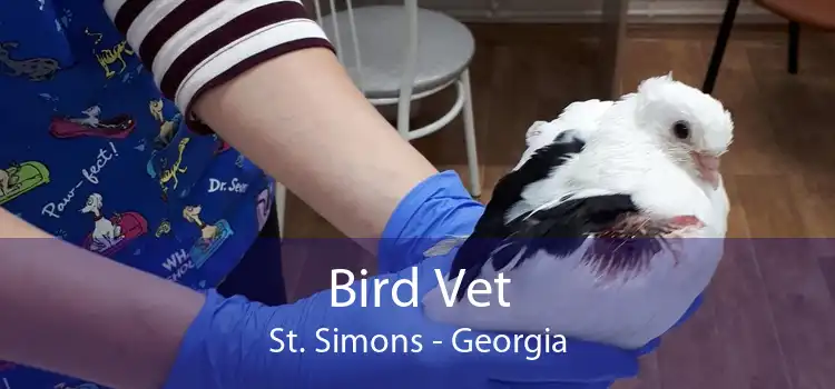 Bird Vet St. Simons - Georgia