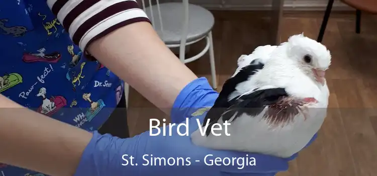 Bird Vet St. Simons - Georgia