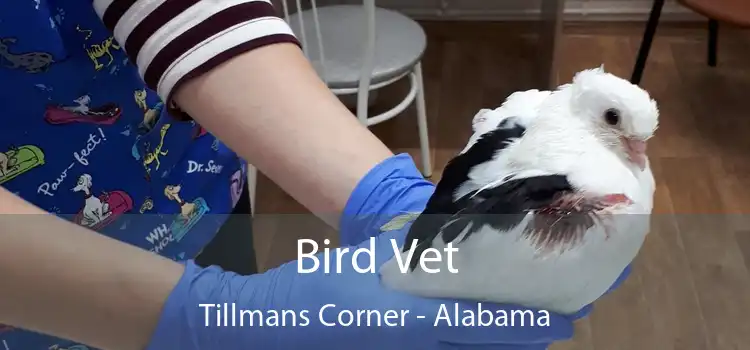 Bird Vet Tillmans Corner - Alabama