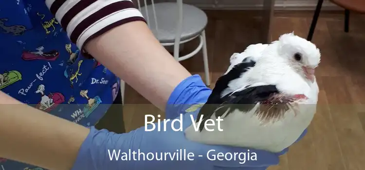 Bird Vet Walthourville - Georgia