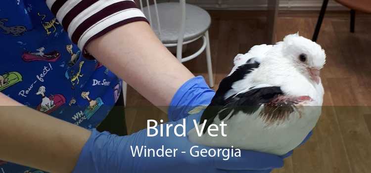 Bird Vet Winder - Georgia