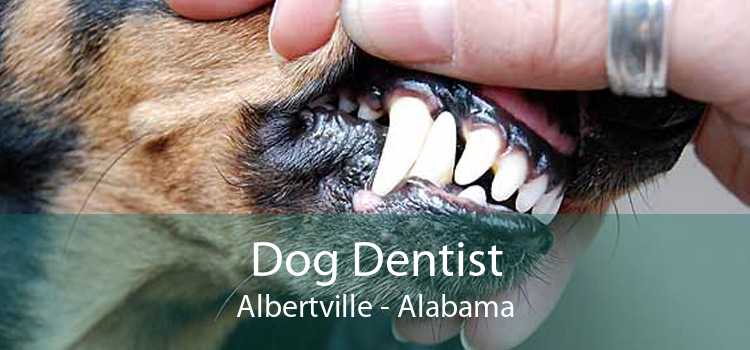 Dog Dentist Albertville - Alabama