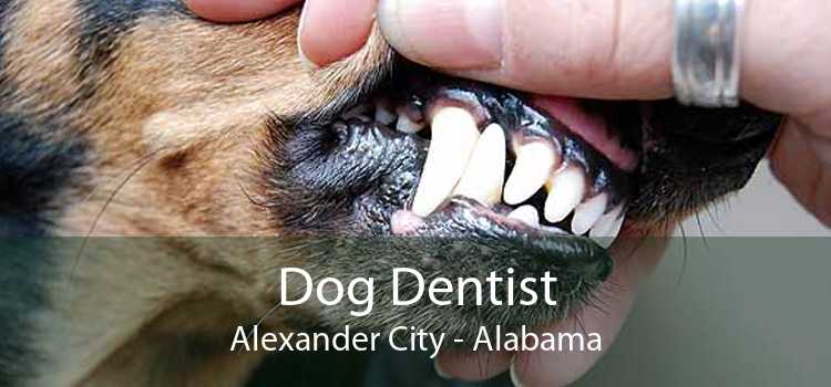 Dog Dentist Alexander City - Alabama