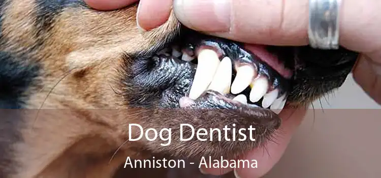 Dog Dentist Anniston - Alabama