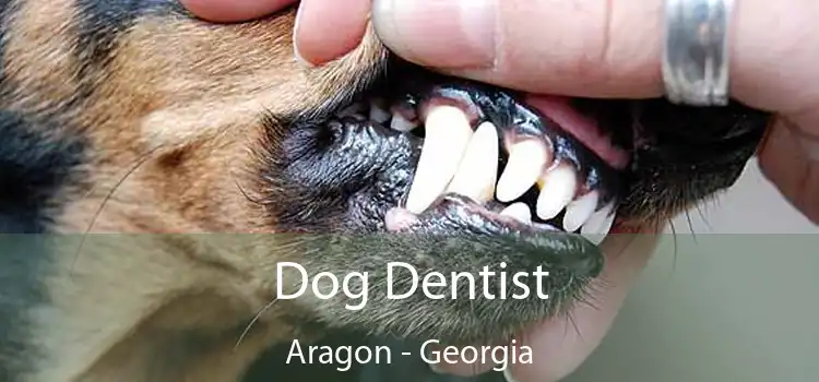 Dog Dentist Aragon - Georgia