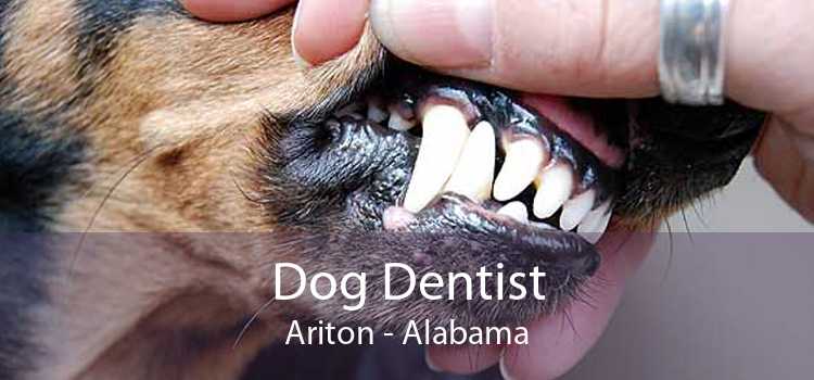 Dog Dentist Ariton - Alabama
