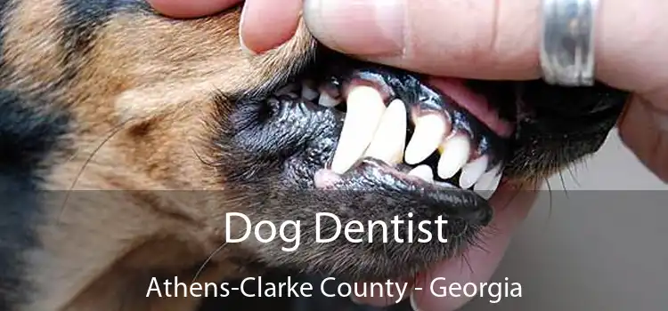 Dog Dentist Athens-Clarke County - Georgia