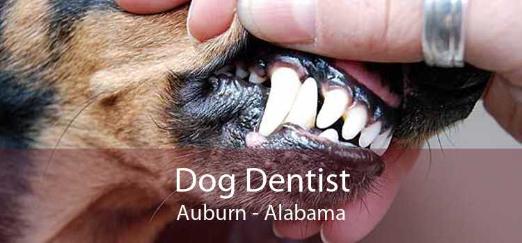 Dog Dentist Auburn - Alabama