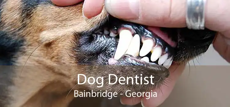 Dog Dentist Bainbridge - Georgia