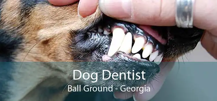 Dog Dentist Ball Ground - Georgia