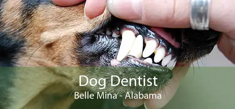 Dog Dentist Belle Mina - Alabama