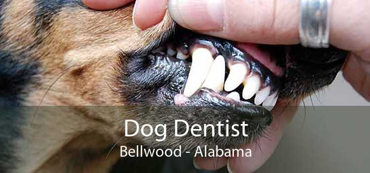 Dog Dentist Bellwood - Alabama