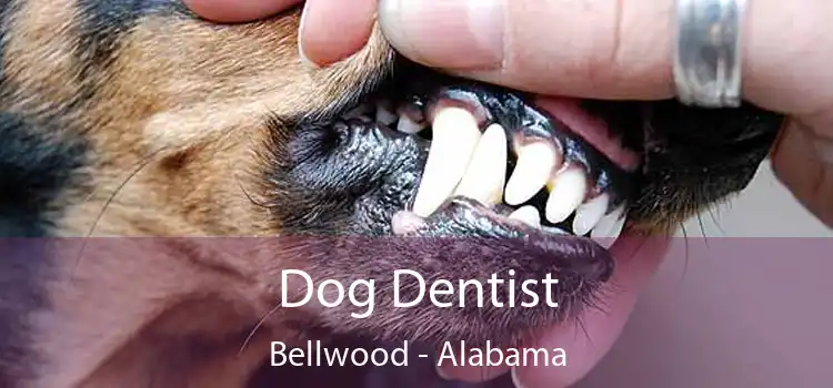 Dog Dentist Bellwood - Alabama