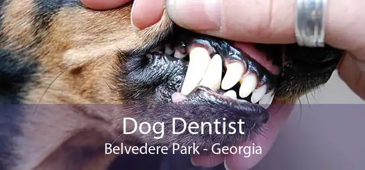 Dog Dentist Belvedere Park - Georgia