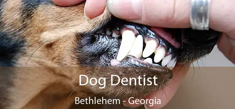 Dog Dentist Bethlehem - Georgia