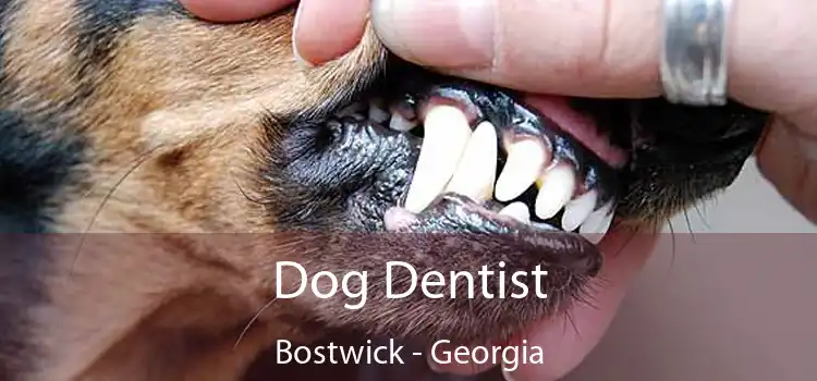 Dog Dentist Bostwick - Georgia