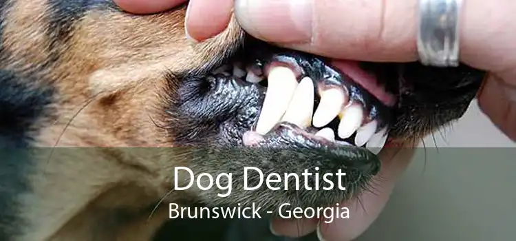 Dog Dentist Brunswick - Georgia